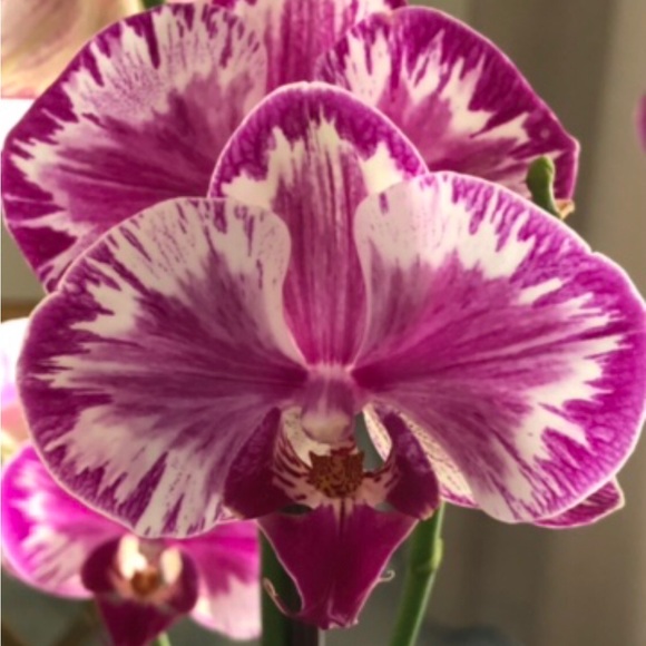 Meet your Posher, Shannon - Picture 8 of 16